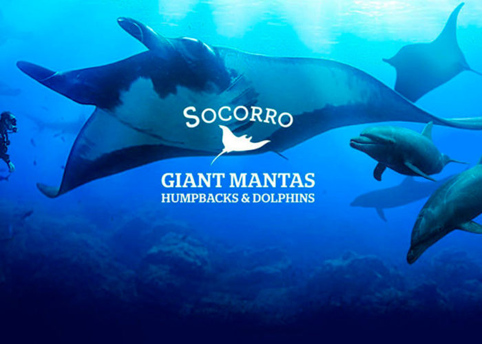 GIANT-MANTAS-AND-DOLPHINS-DIVING-SOCORRO-ISLAND