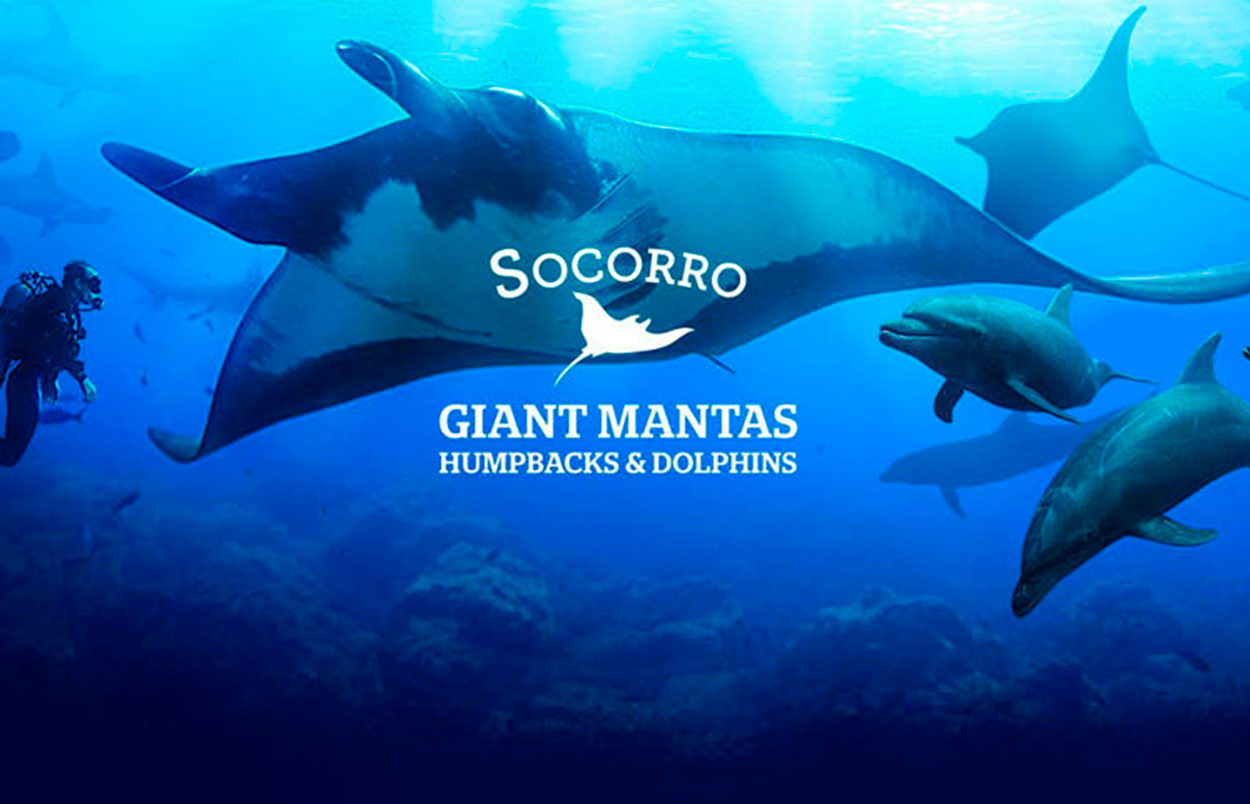 GIANT-MANTAS-AND-DOLPHINS-DIVING-SOCORRO-ISLAND