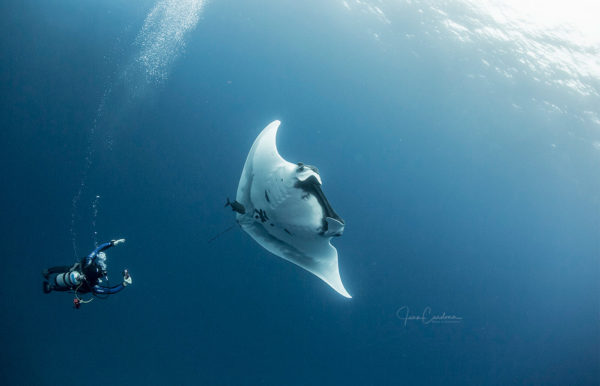 MANTAS AND DOLPHINS DIVE